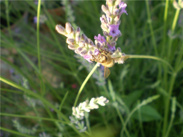 lavanda